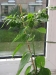 web.01 chili habanero - 13. september 2009